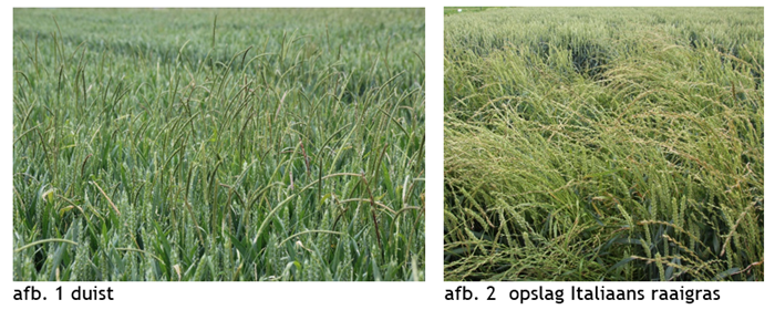 Atlantis Star wintertarwe afb 1 en 2.png